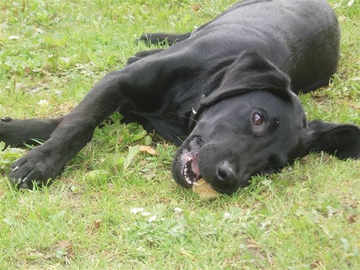 Labrador retriever Engtoftes Thor - Thor og hans kødben <3 billede 14
