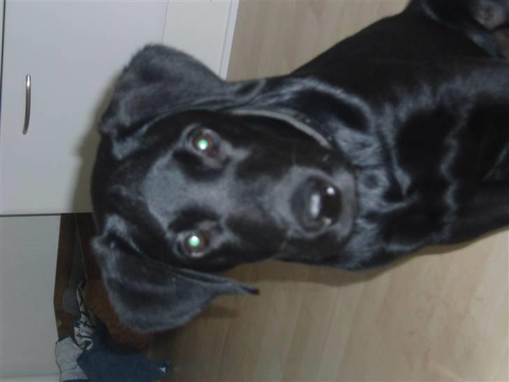 Labrador retriever Engtoftes Thor - BaBy Bob :D billede 15