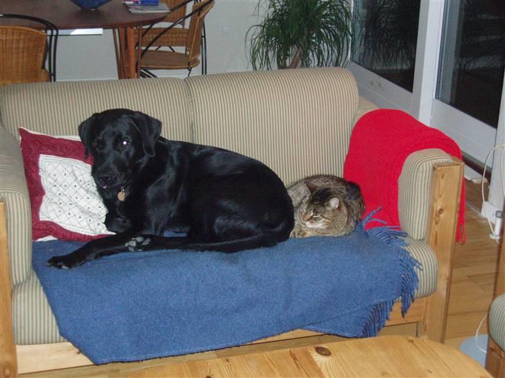 Labrador retriever Engtoftes Thor - Kisser & Thor <3<3 billede 16