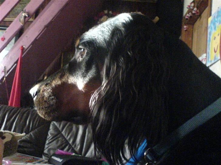 Gordon setter jacky... love she!!! <3 - Uhh.. fjernsyn jubii nu kommer der ´Pokemon´ billede 5