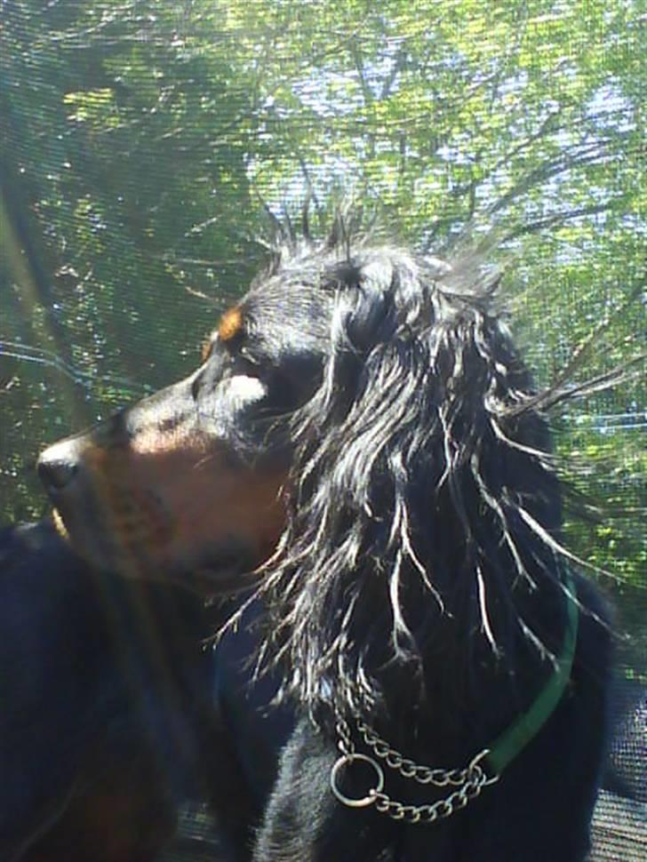 Gordon setter jacky... love she!!! <3 - Sol gik på min.. Jaah mig!! billede 6