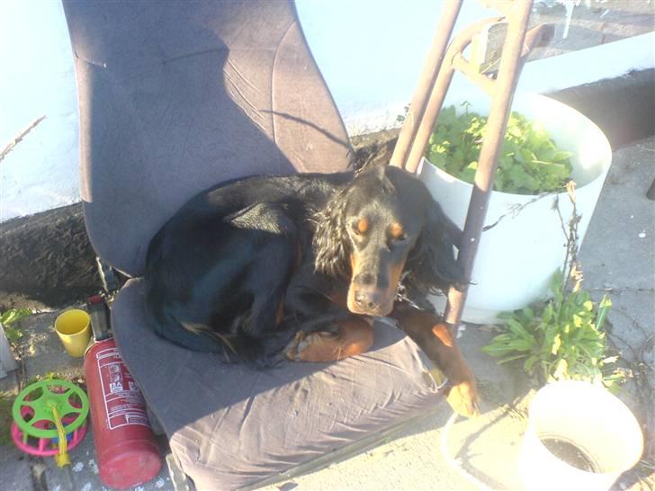 Gordon setter jacky... love she!!! <3 - arrh... det er dejligt og ligge lige i solen. billede 7