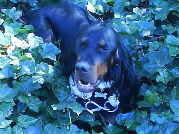 Gordon setter jacky... love she!!! <3 - nøøj vor er det bar super duper dejligt vrmt... =) billede 8