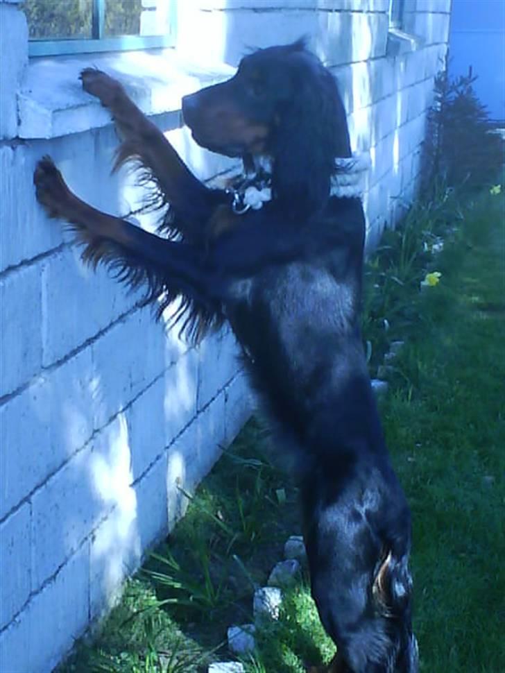Gordon setter jacky... love she!!! <3 - hvad sker det der inde ...  billede 9