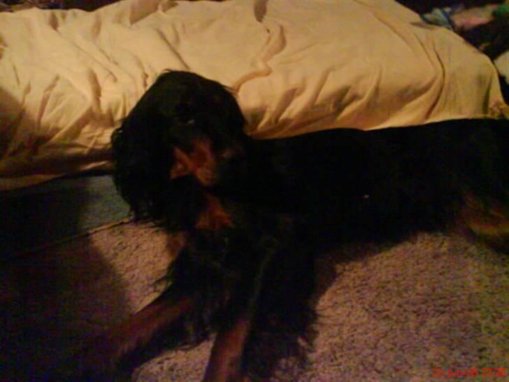Gordon setter jacky... love she!!! <3 - Ihh... vor er jeg træt nu tæger jeg mig en lur.. billede 10