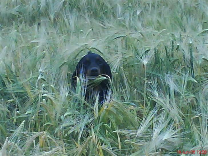 Gordon setter jacky... love she!!! <3 - Hop Hop og Hop!!! billede 11