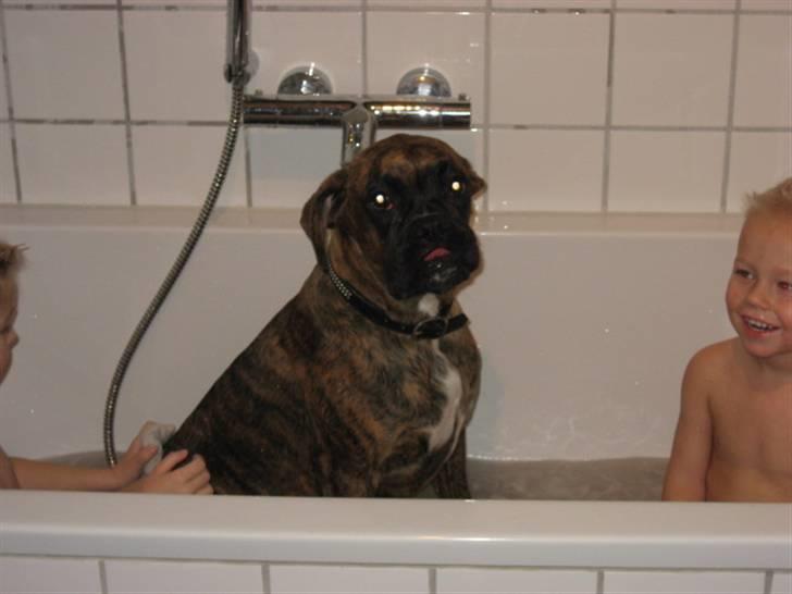 Boxer Molly billede 8