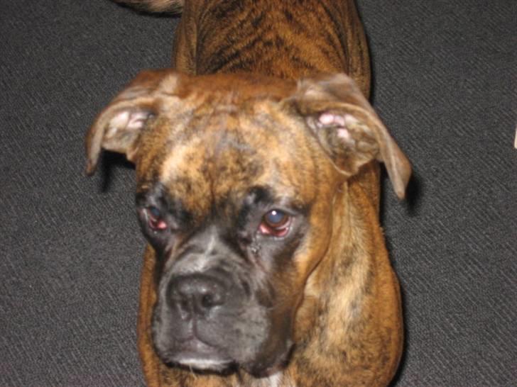 Boxer Molly billede 9