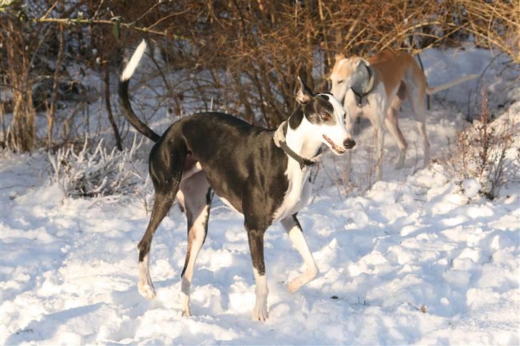 Galgo español Picasso billede 16