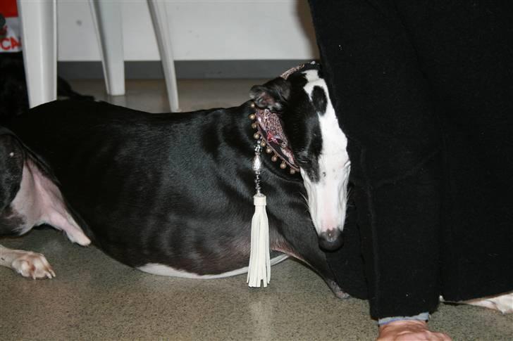 Galgo español Picasso - På "vi med hund" messen 08 billede 17