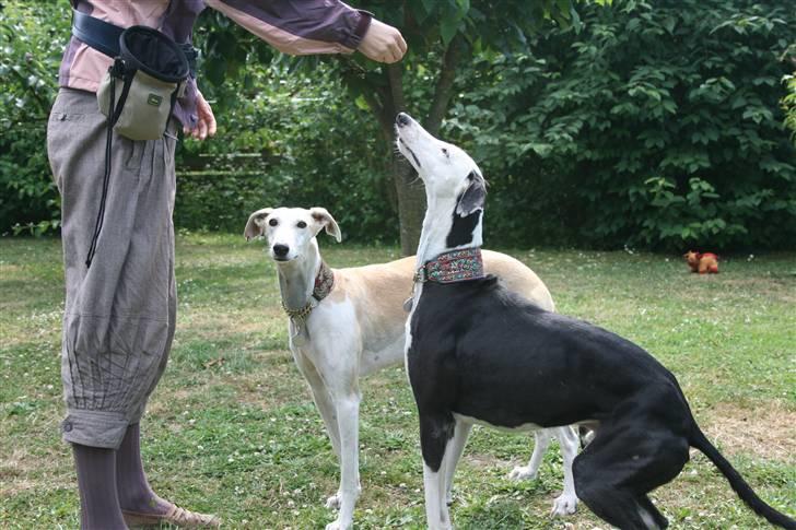 Galgo español Picasso - Lydighedstræning i haven billede 18