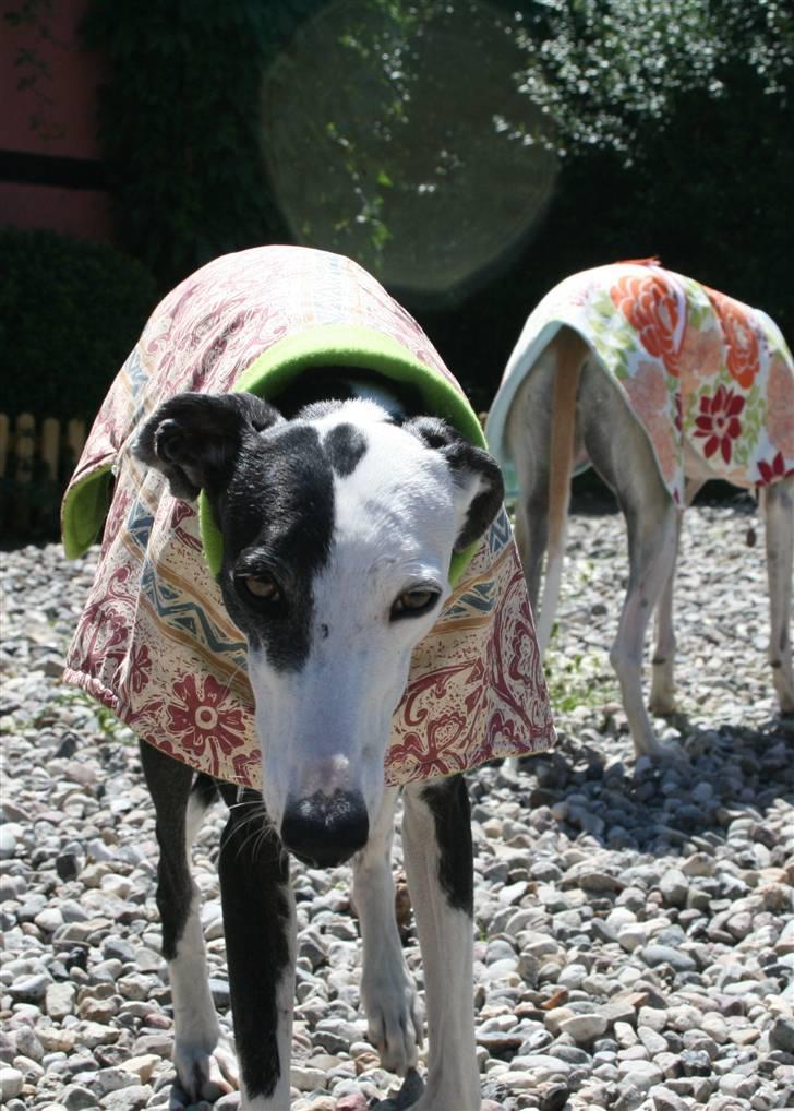 Galgo español Picasso billede 20