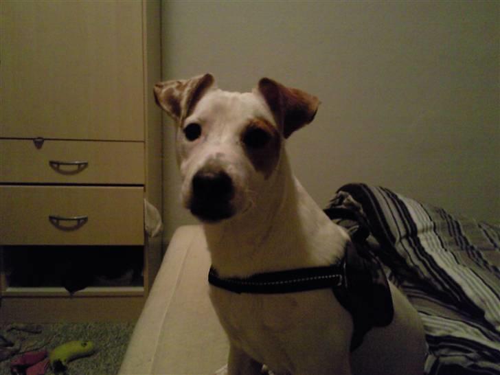Jack russell terrier Bowie - er jeg ikke sød:)  billede 1