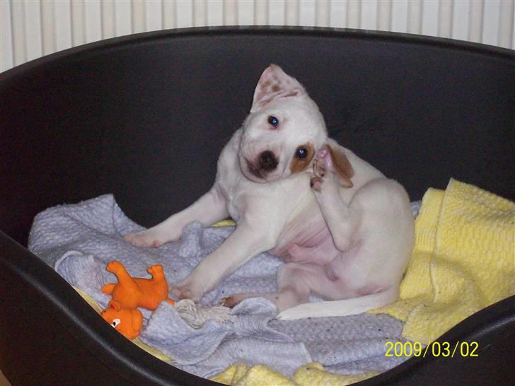 Jack russell terrier Bowie - mit øer klør lige lidt :)  billede 2