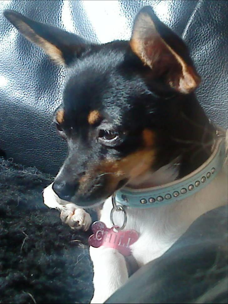 Chihuahua chili - det er så mig billede 2