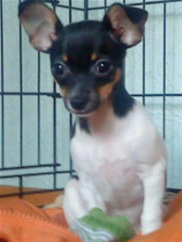 Chihuahua chili - hven kalder billede 3