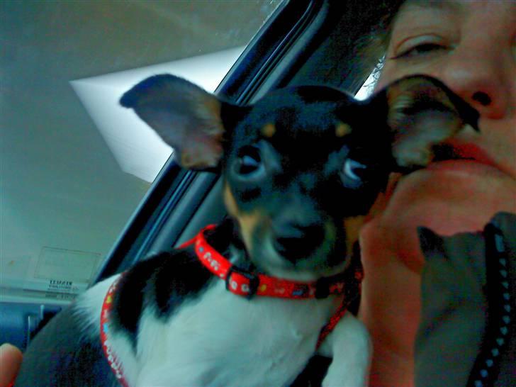 Chihuahua chili - første rejse billede 4