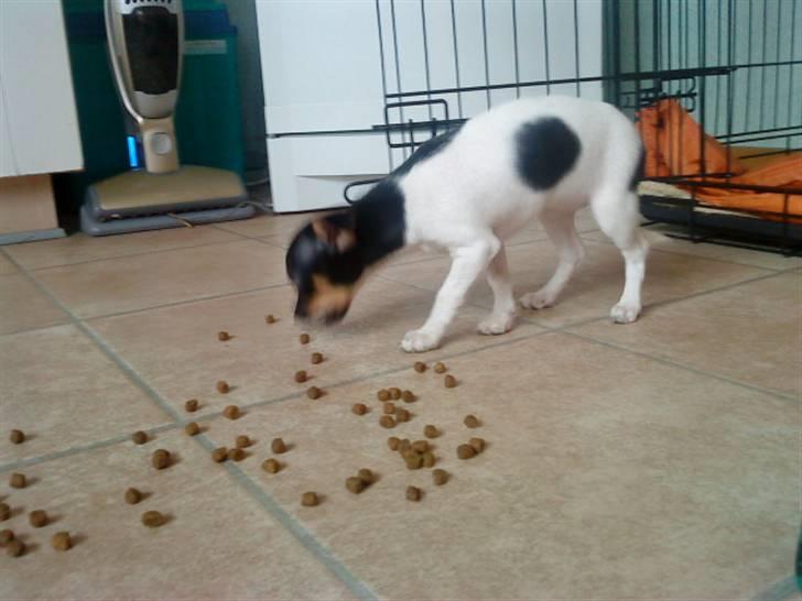 Chihuahua chili - jeg spiser det hele billede 5