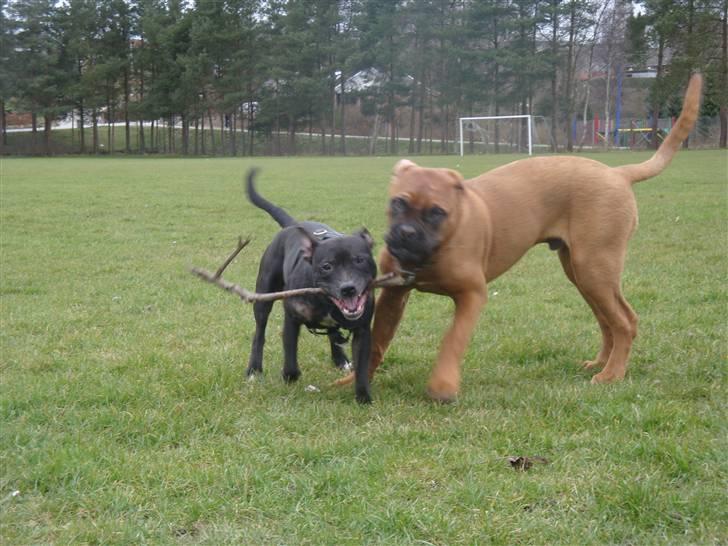 Blanding af racer **Chila** R.I.P - Nyt!!! den 22marts 09- leger med "lille" bror santos.. billede 19