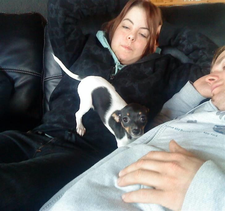 Chihuahua chili - min ny familie  billede 6