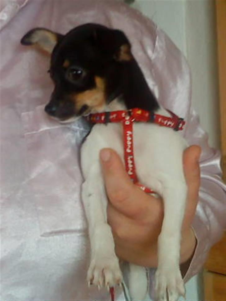 Chihuahua chili - silke lagen billede 7