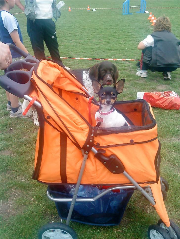 Chihuahua chili - uhm billede 9