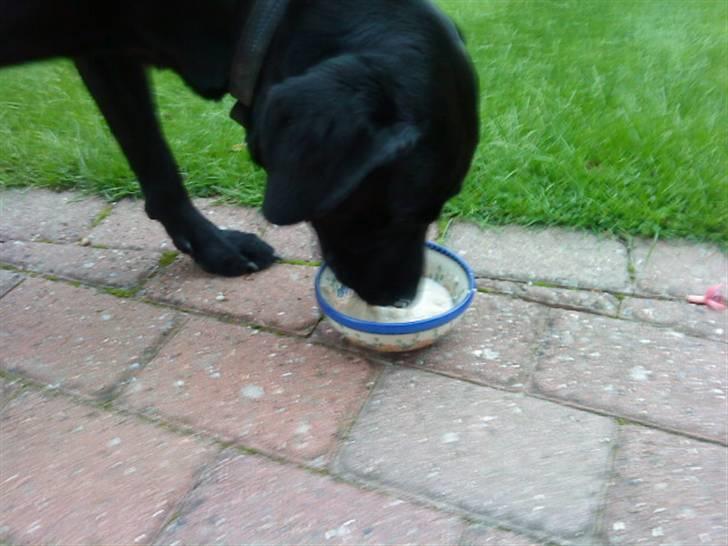 Labrador retriever Engtoftes Thor - Thor som spiser pærevelding :D<3 billede 18