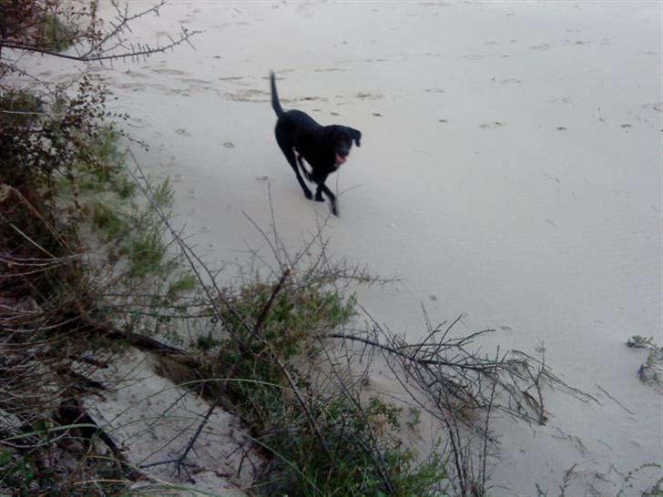 Labrador retriever Engtoftes Thor - Thor som er ude at gå tur <3 billede 19