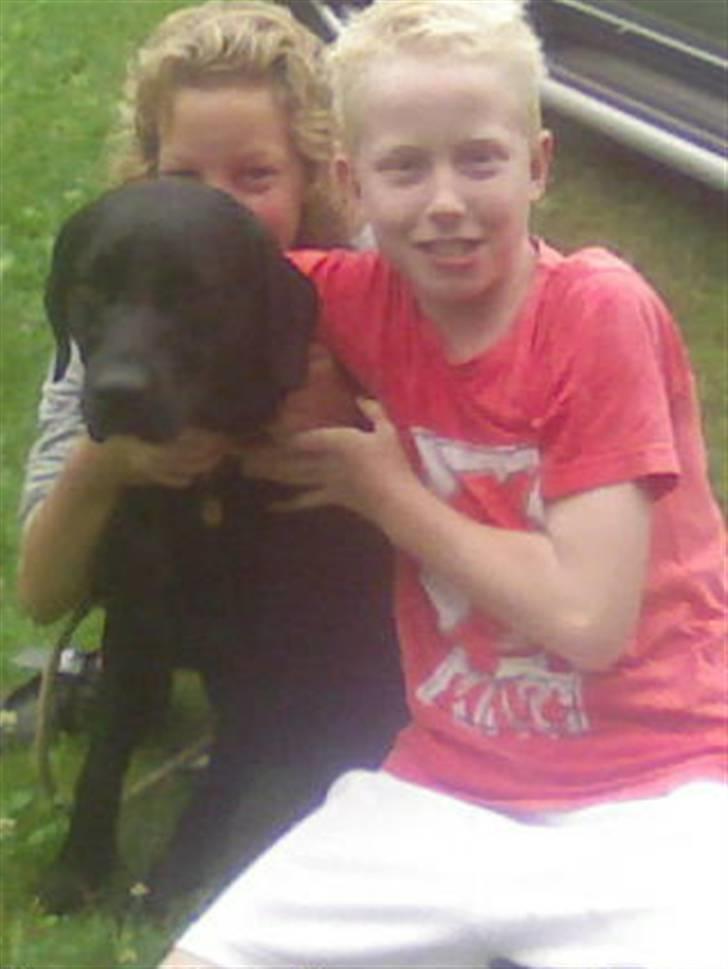 Labrador retriever Engtoftes Thor - Mig Thor og min fætter . :D billede 20