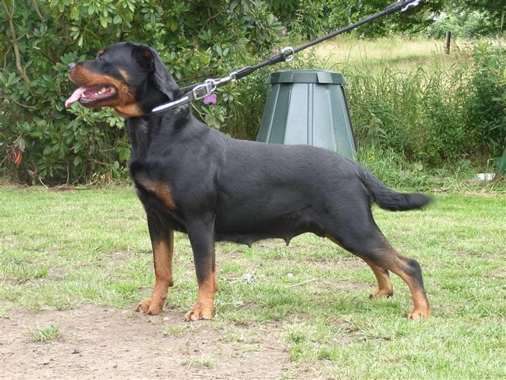 Rottweiler NALA<3R.I.P<3 billede 19