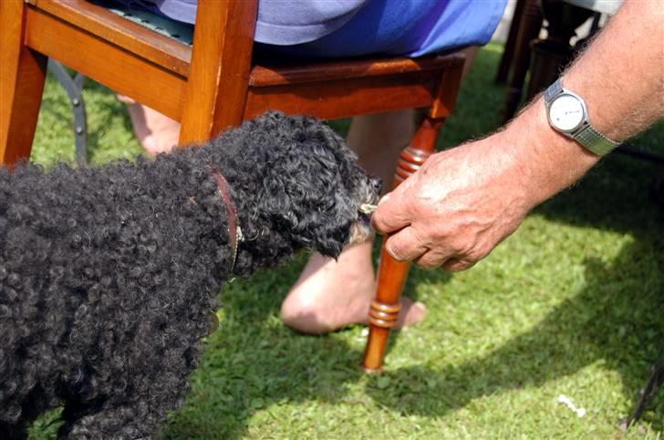 Blanding af racer Ingolf  *DØD* billede 11