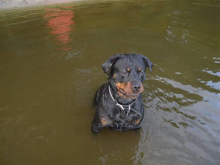 Rottweiler NALA<3R.I.P<3 - Kast nu den pind !!! billede 20