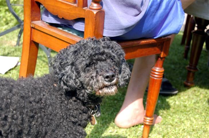 Blanding af racer Ingolf  *DØD* billede 12