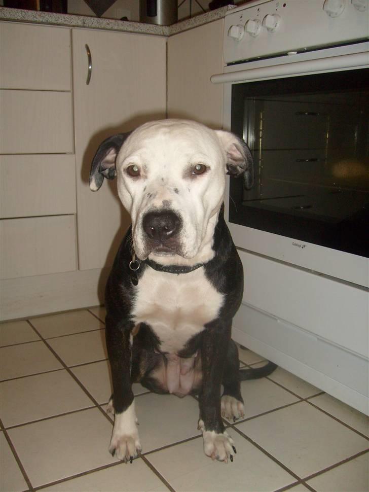 Blanding af racer Zitka billede 15