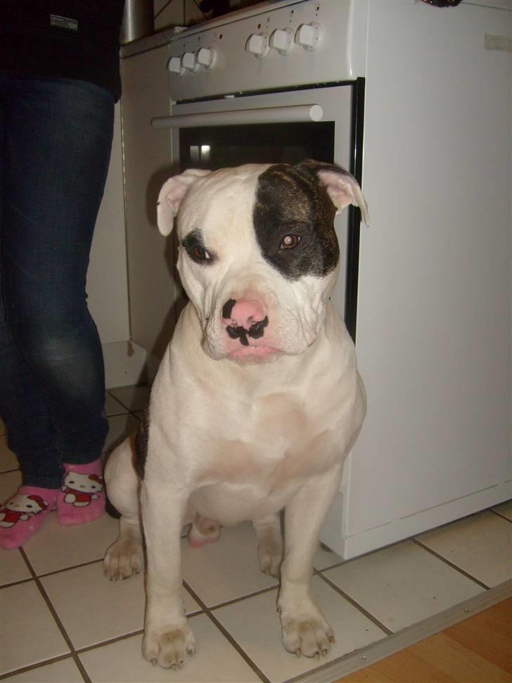 Blanding af racer Hermann billede 15