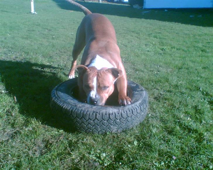 Amerikansk staffordshire terrier /Amstaff. Skurk billede 18