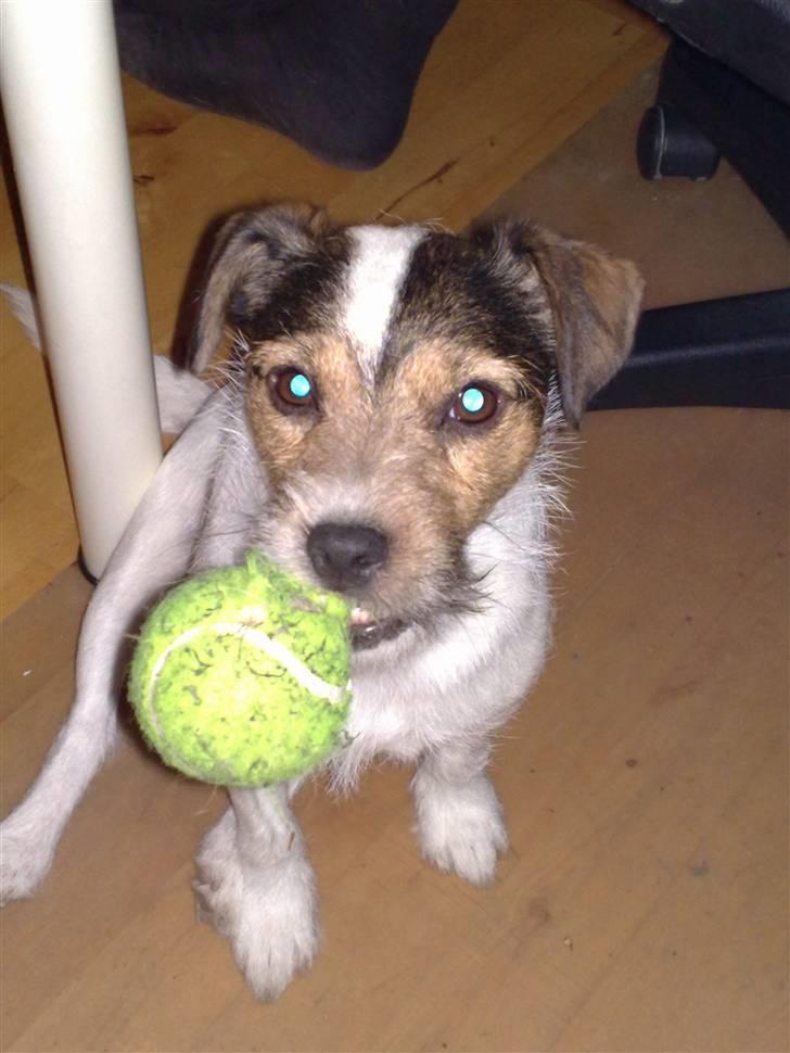 Jack russell terrier Knud - Elsker bare min bold !! billede 16