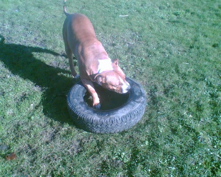 Amerikansk staffordshire terrier /Amstaff. Skurk billede 19