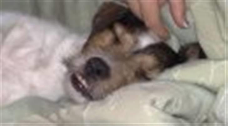 Jack russell terrier Knud - Åhhh jeg er så træt billede 17