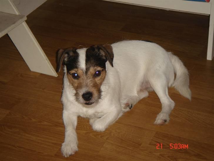 Jack russell terrier Knud - Afslapning efter en tur i sneen billede 18