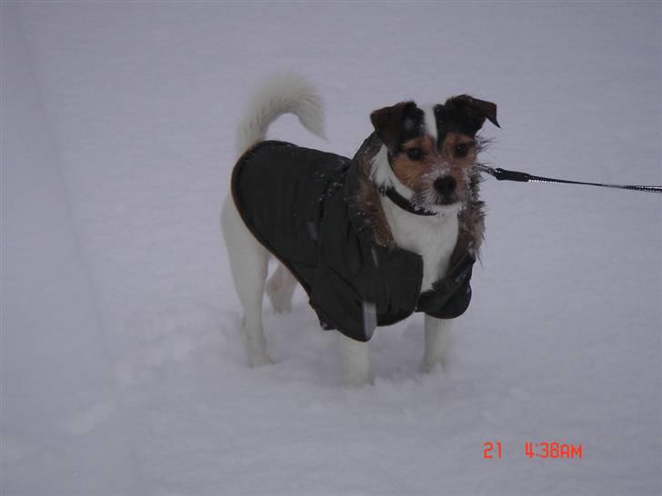 Jack russell terrier Knud - Brrrrrr det er koldt det her hvide noget der daler ned billede 19