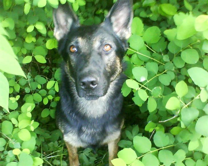 Schæferhund Bajaro - Til minde om min kærlige hund Bajaro billede 1