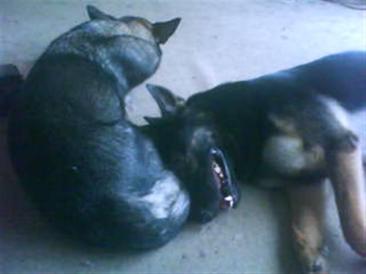 Schæferhund Bajaro billede 2