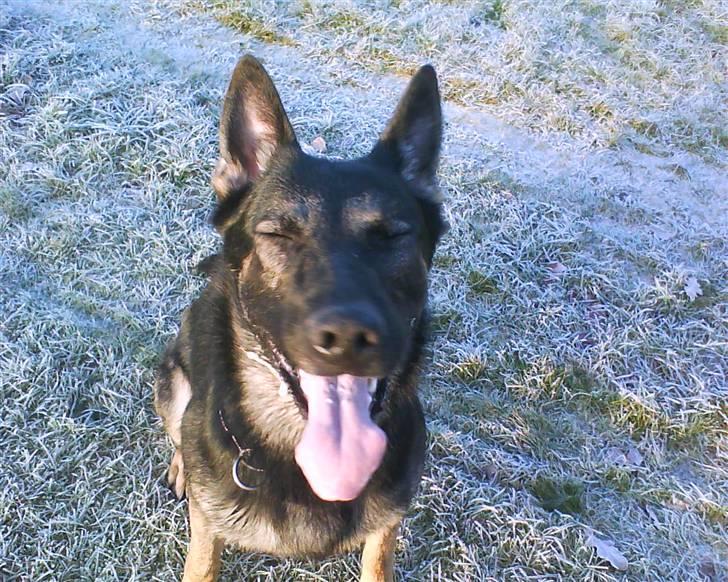 Schæferhund Bajaro billede 4