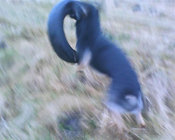 Schæferhund Bajaro billede 5