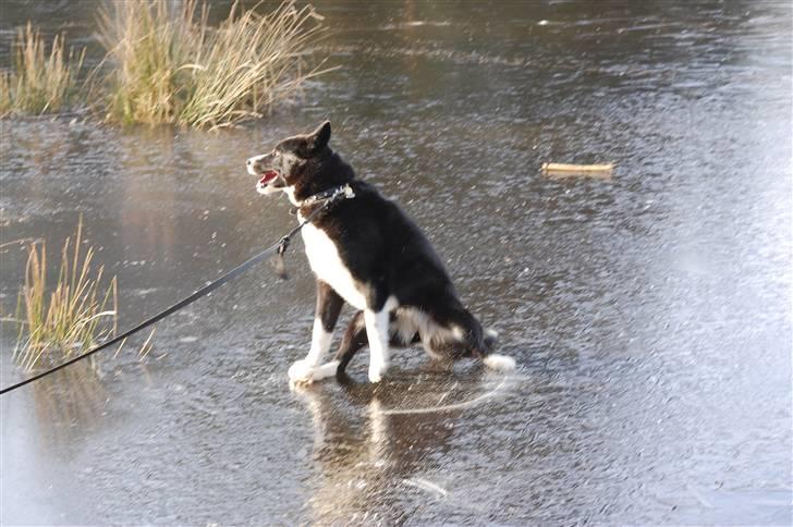 Karelsk bjørnehund narla billede 1