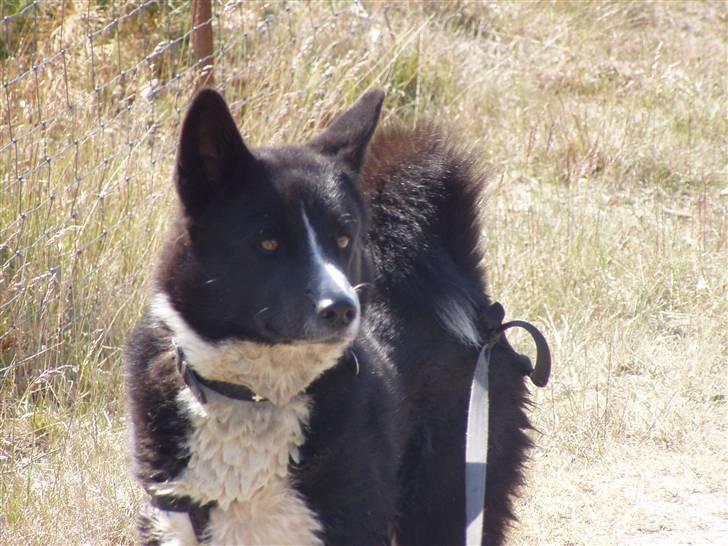 Karelsk bjørnehund narla billede 2