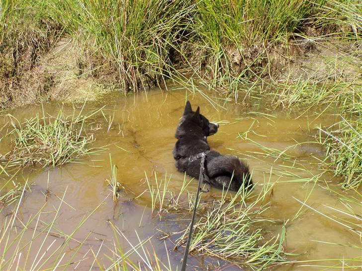 Karelsk bjørnehund narla billede 3