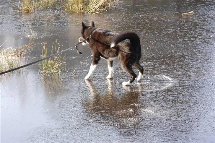 Karelsk bjørnehund narla billede 4