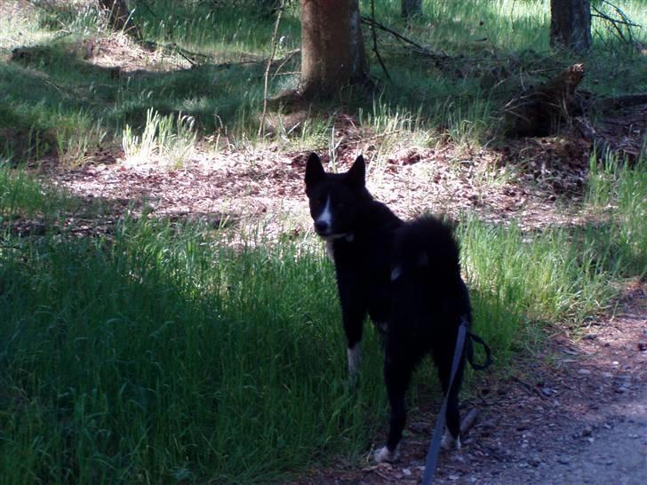 Karelsk bjørnehund narla billede 5